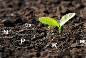 Fish Protein and Liquid Fertilizer 